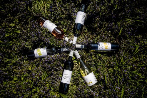 V portfoliu naleznete opravdu spoustu typů vín (foto: www.vinohlavac.cz)