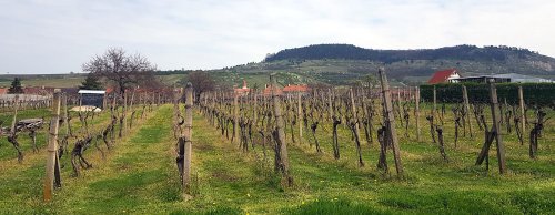 Pálava a zřícenina Sirotčího hrádku je viditelná z mnoha míst v Perné