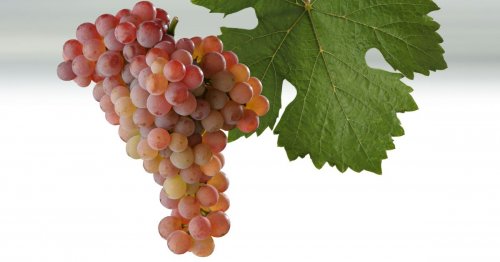 Veltlínské červené rané - hrozen a list Veltlínské červené rané - hrozen a list