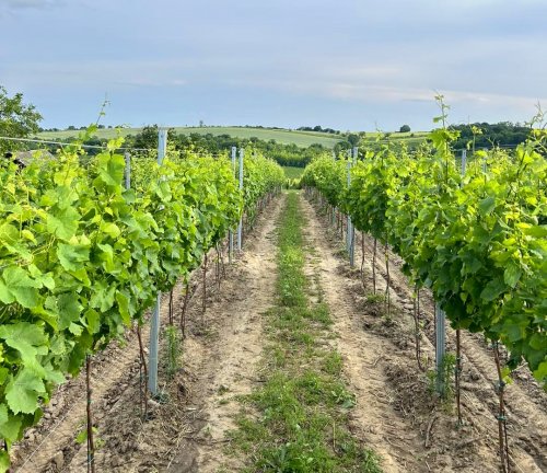 Vinohrady Vinařství Labuda