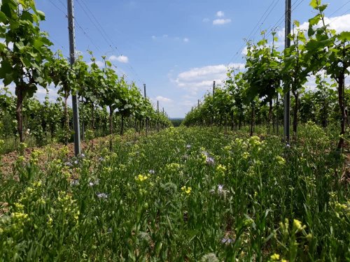 Ve vinohradech udržuje zelené meziřadí (foto: vinarstvidolezal.cz) vinice