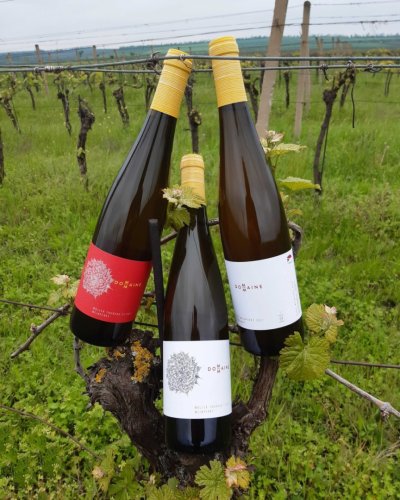 DomaineM má v nabídce nová vína ročníku 2017 (foto: facebook @domaineM) lahve vína na vinici