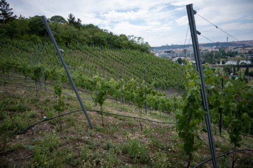 Pohled na strmé Zilvarovy vinice v Praze