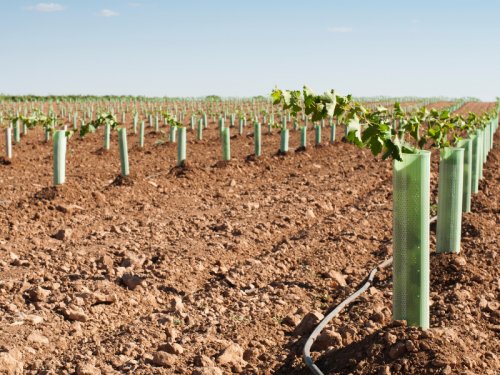 Kmínek révy se dá chránit plastovým pletivem.