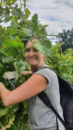 Pěstování révy zdar!