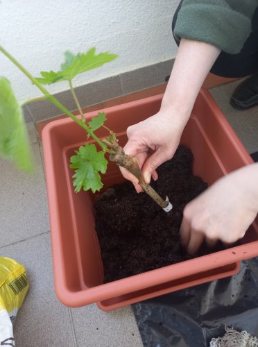 Pěstování révy na balkoně (za fotku děkujeme vínomilci Tyckovi)