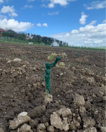 Sazenice révy vinné u města Žebrák (za fotku děkujeme Prodejní zahradě InFlore)