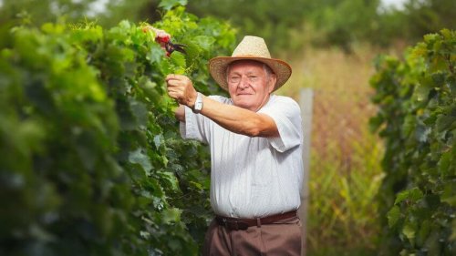 Senior na vinici pečuje o révu