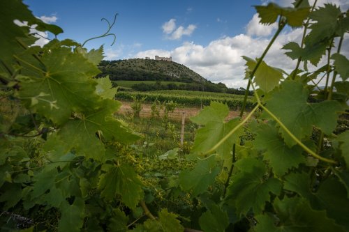 První část trasy z Pavlova do Klentnice je hodně do kopce, ale krásné výhledy a vinice všechnu tu námahu kompenzují.