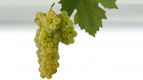 Odrůda Ryzlink vlašský - list a hrozen