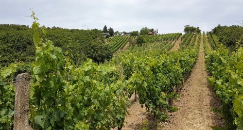 Vína z vinic v Hostěrádkách-Rešově mají jedinečný charakter (foto: facebook @vinarstvivykoukal)