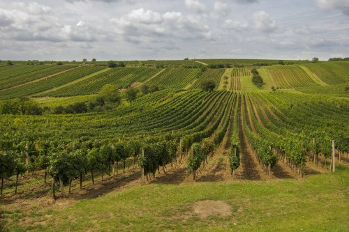 Celá cyklostezka vede mezi nádhernými vinicemi