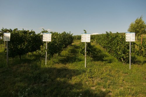 Na tabulích u vinice byly informace o odrůdách a o vedení a řezu révy
