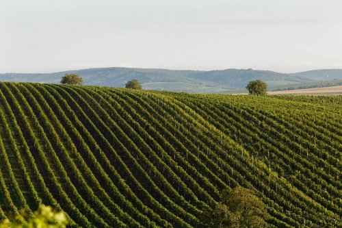 Velké Bílovice, viniční trať Zadní hora