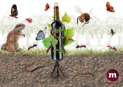 Přírodní vína jsou nejen symbolem autentických postupů ve sklepě, ale i návratu druhové rozmanitosti do krajiny a života do půdy. © MojeLahve.cz