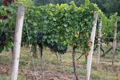 Den otevřených sklepů Čejkovice 2018: Vinicemi za vínem.