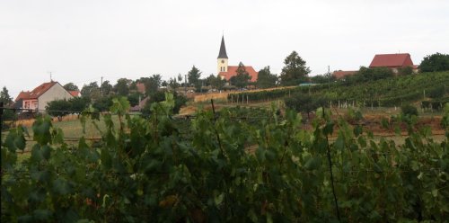 Den otevřených sklepů Čejkovice 2018: V pozadí vrbický kostel.