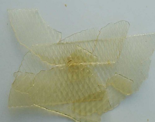 Vyzina – získává se ze sušených plovacích měchýřů některých ryb. Foto © Wikipedia CC BY-SA 3.0