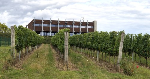 Kolem budovy vysazený vinohrad již plně plodí Kolem budovy vysazený vinohrad již plně plodí