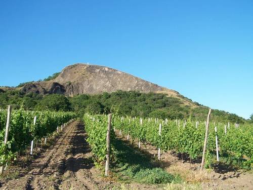 Vinice pod vrchem Radobýl u Žalhostic na Litoměřicku. V minulém století místní vinohrady podlehly nákaze mšičky. Foto © AOPK