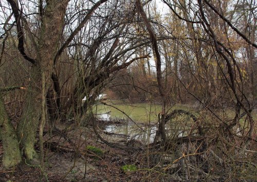 Lesní vinná réva se vyskytuje v lužních lesích. Na snímku její zkroucené kmeny v podrostu (Národní park Donau-Auen, Dolní Rakousy). Foto © Flickr (Hermann Falkner)