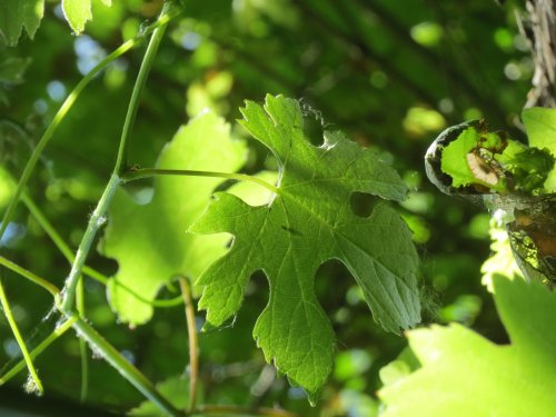Vitis vinifera ssp. sylvestris. Foto © Wikimedia Commons Vitis vinifera ssp. sylvestris. Foto © Wikimedia Commons