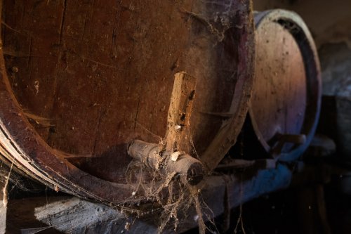 Tajemství starobylých odrůd révy vinné