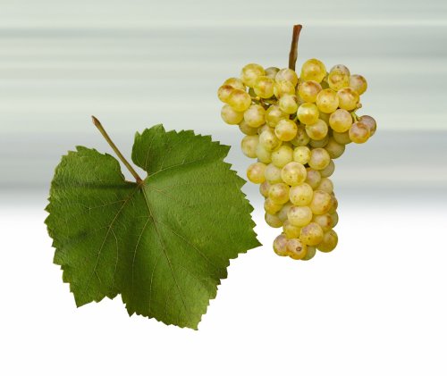 Odrůda Chardonnay Odrůda Chardonnay