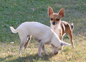 Obrázek vínomilce Valdapa