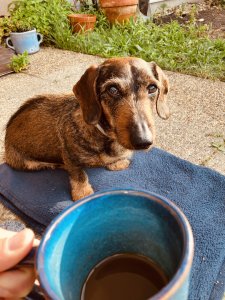 Obrázek vínomilce Mayo