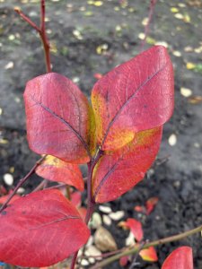 Obrázek vínomilce VendaPenda