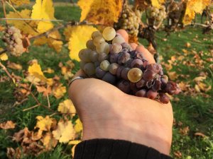 Obrázek vínomilce Thaliano