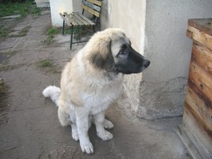 Obrázek vínomilce Sudonius