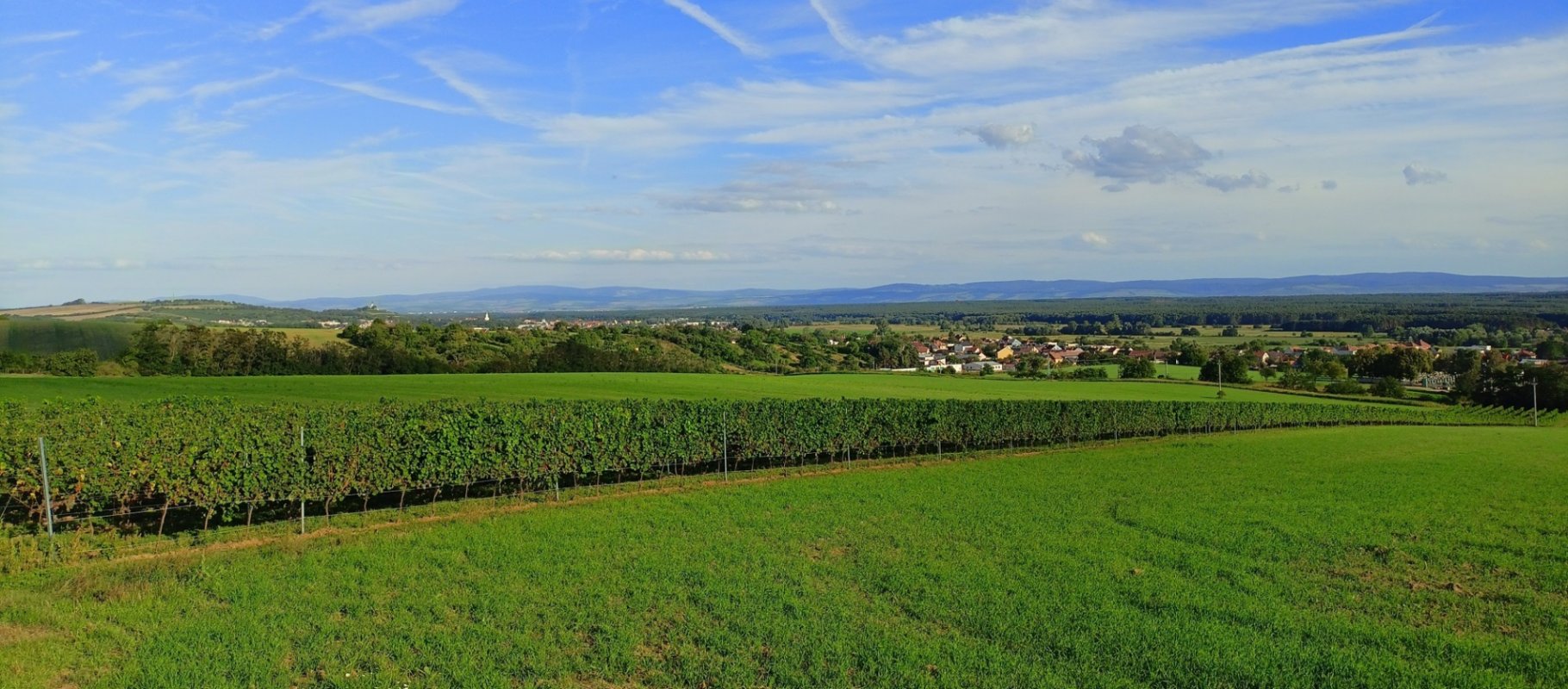 víno, vinařství, vinohrad, réva vinná