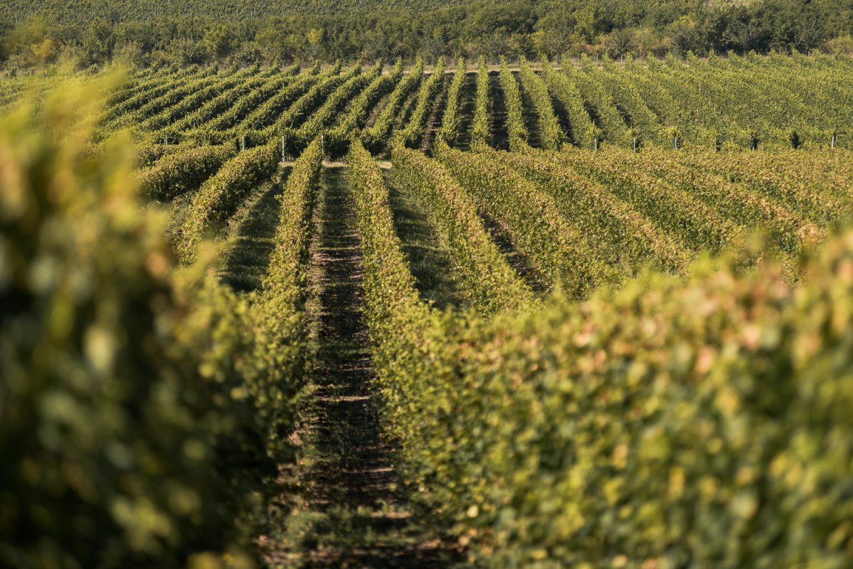 víno, vinařství, vinohrad, réva vinná