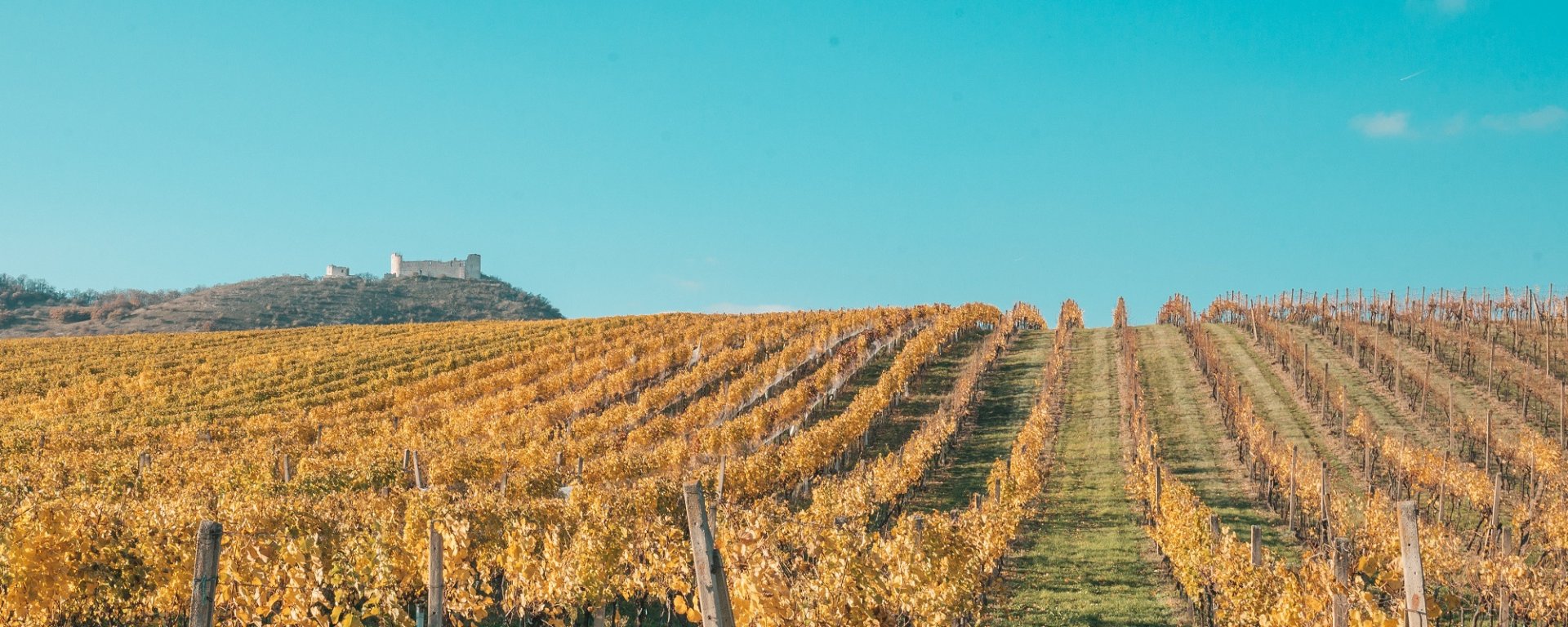 víno, vinařství, vinohrad, réva vinná