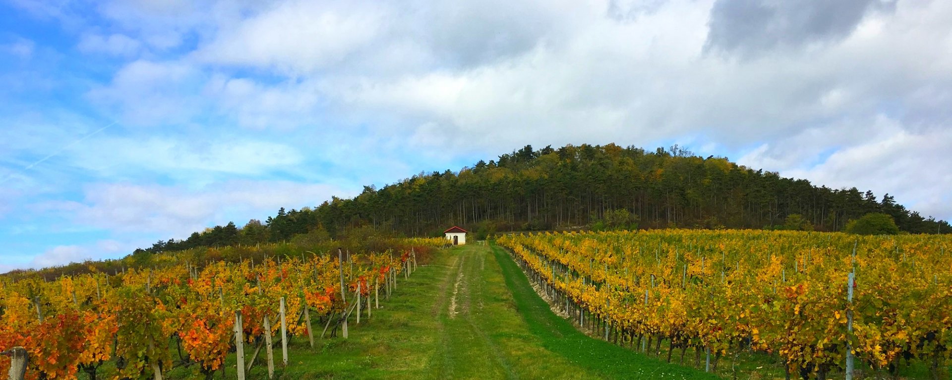 víno, vinařství, vinohrad, réva vinná