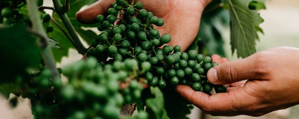 víno, vinařství, vinohrad, réva vinná