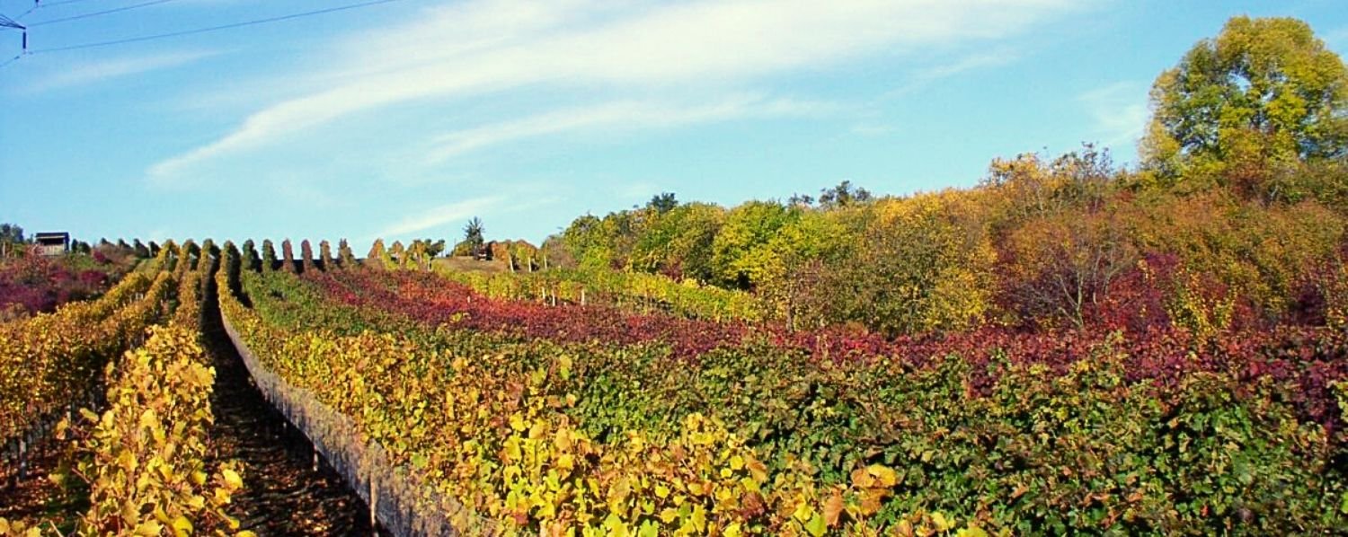 víno, vinařství, vinohrad, réva vinná