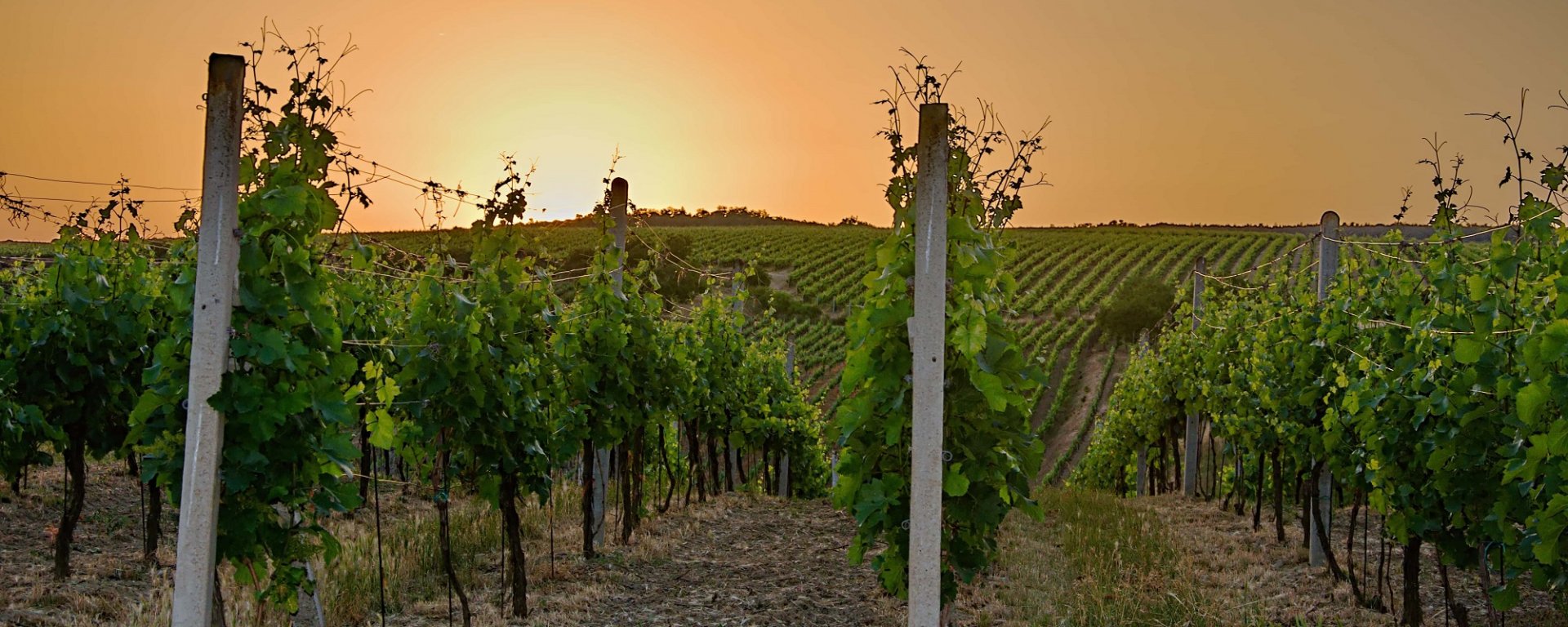 víno, vinařství, vinohrad, réva vinná