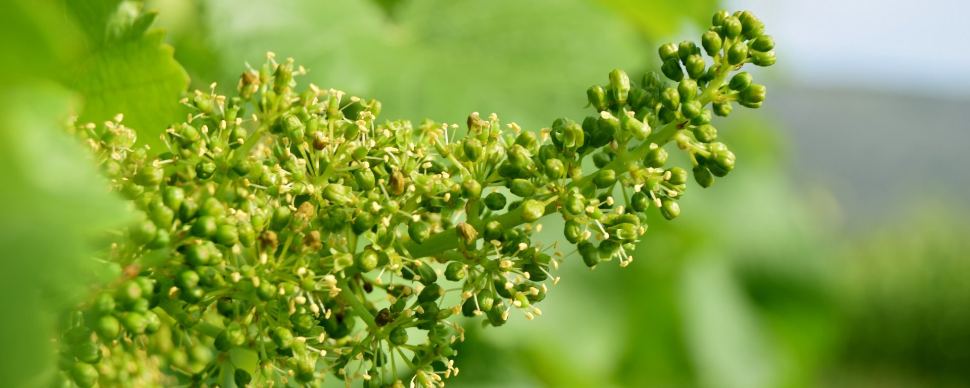 víno, vinařství, vinohrad, réva vinná