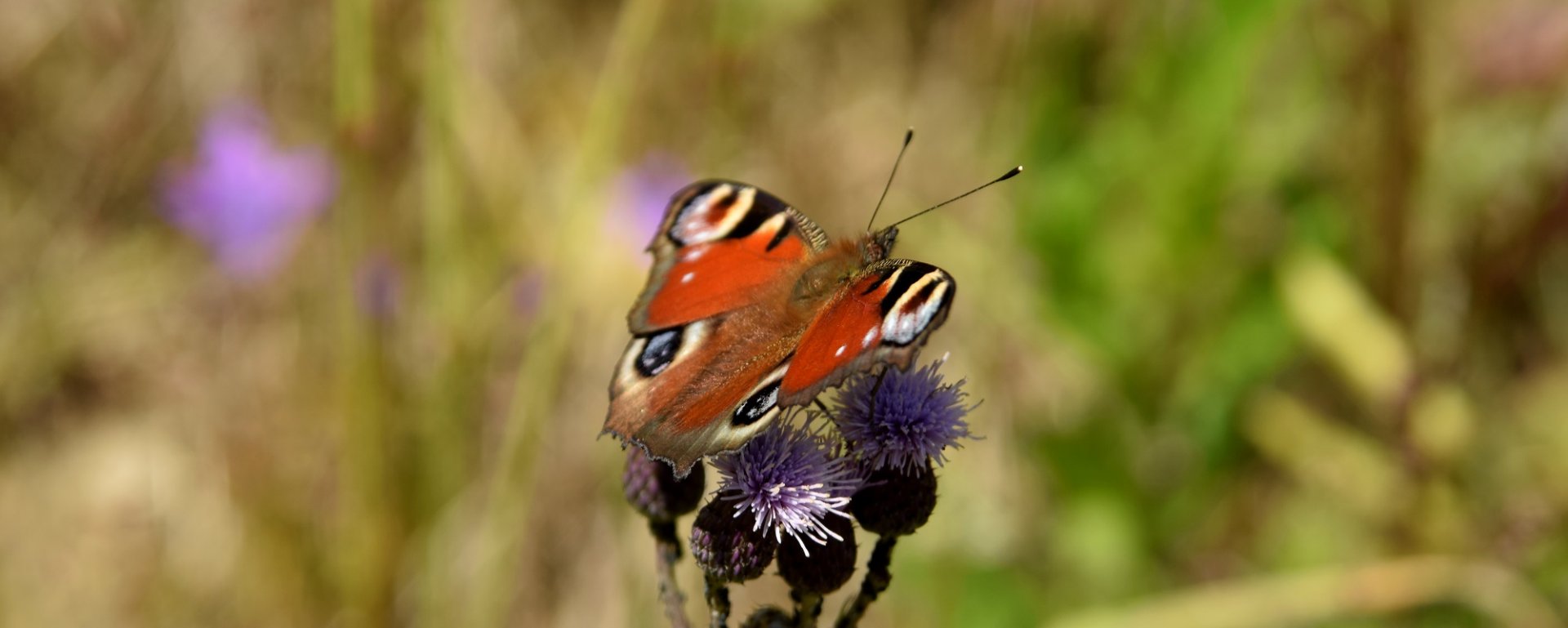 víno, vinařství, vinohrad, réva vinná
