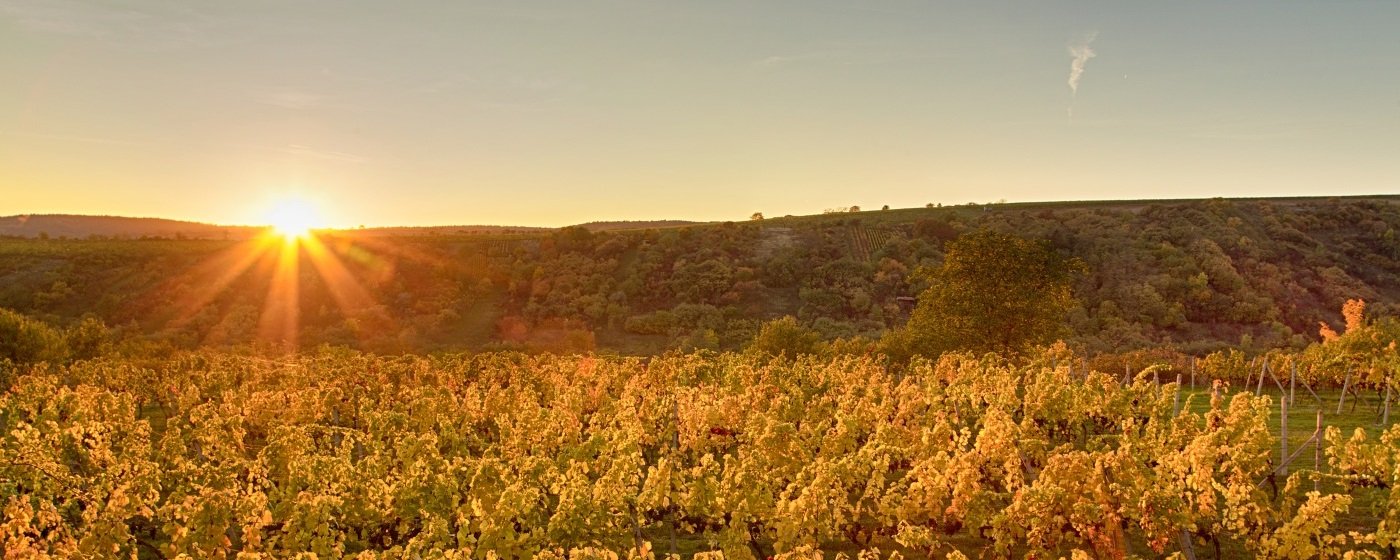 víno, vinařství, vinohrad, réva vinná