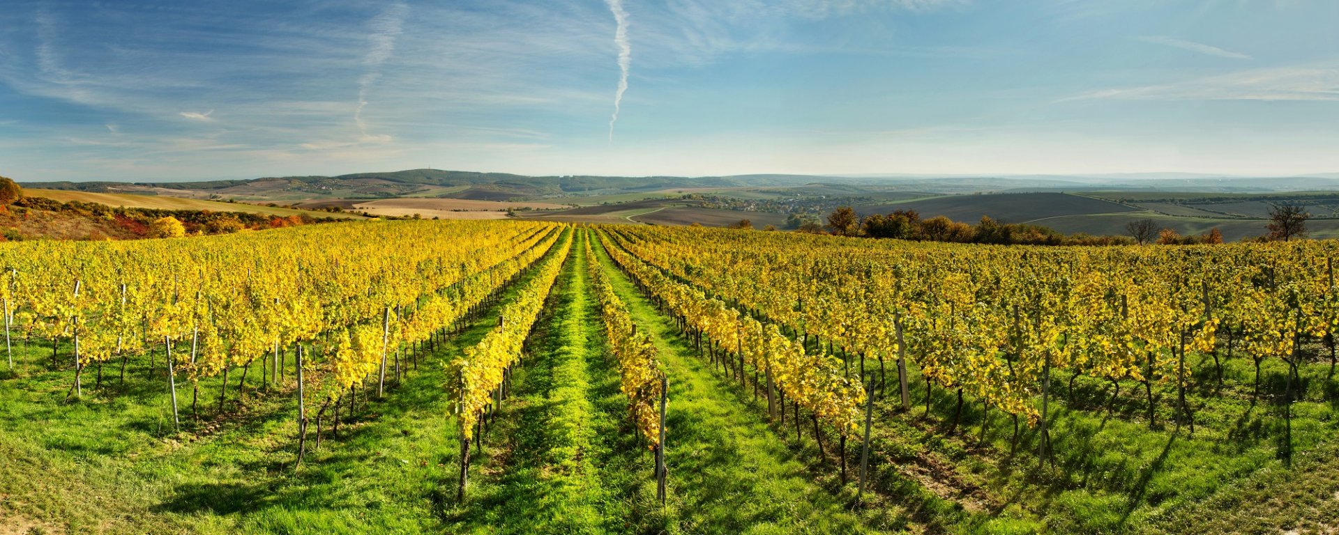 víno, vinařství, vinohrad, réva vinná