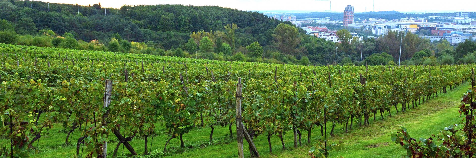 Vinařské družstvo sv. Václav (Máchalka)