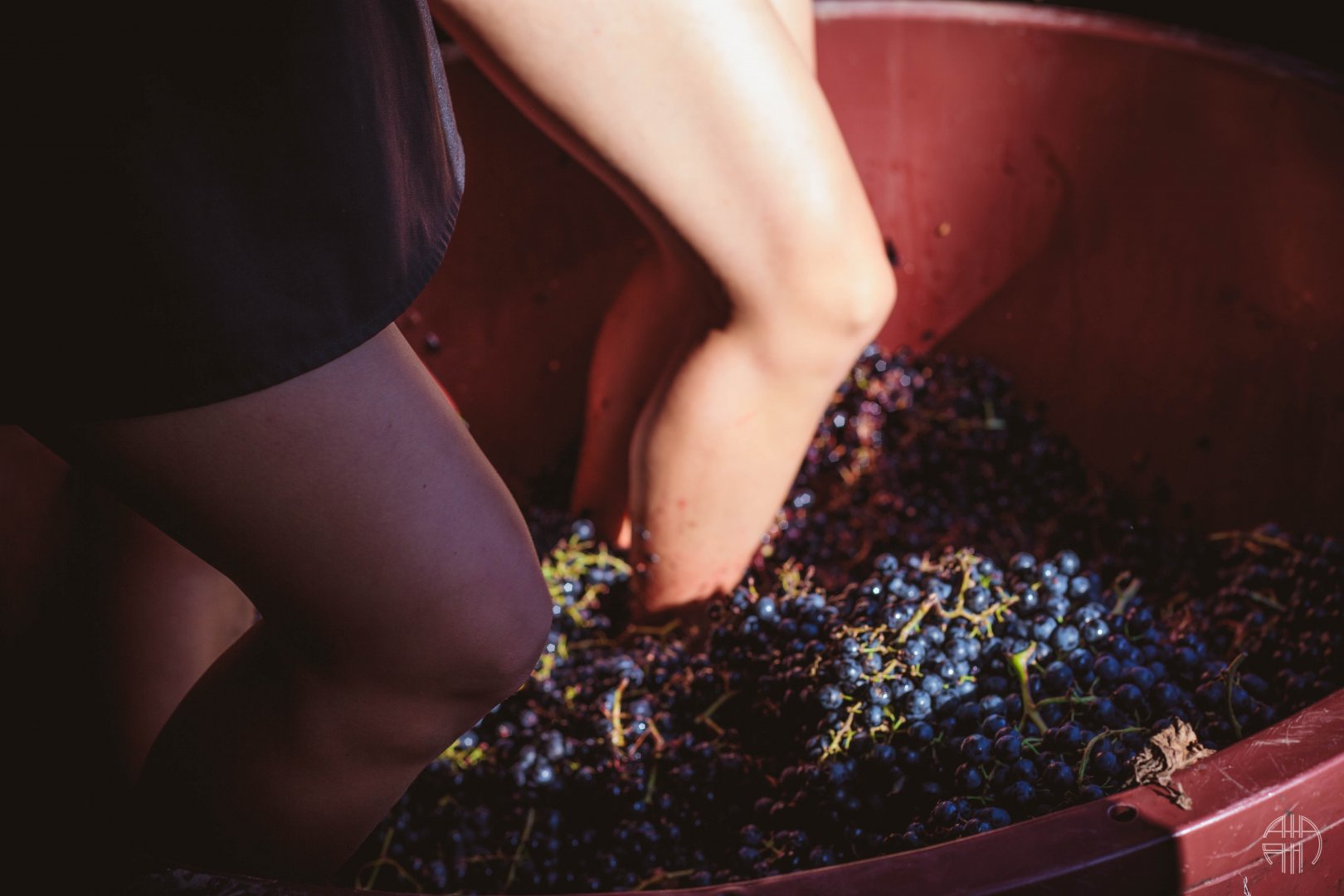 mikrovinařství Sklep Padesátosm