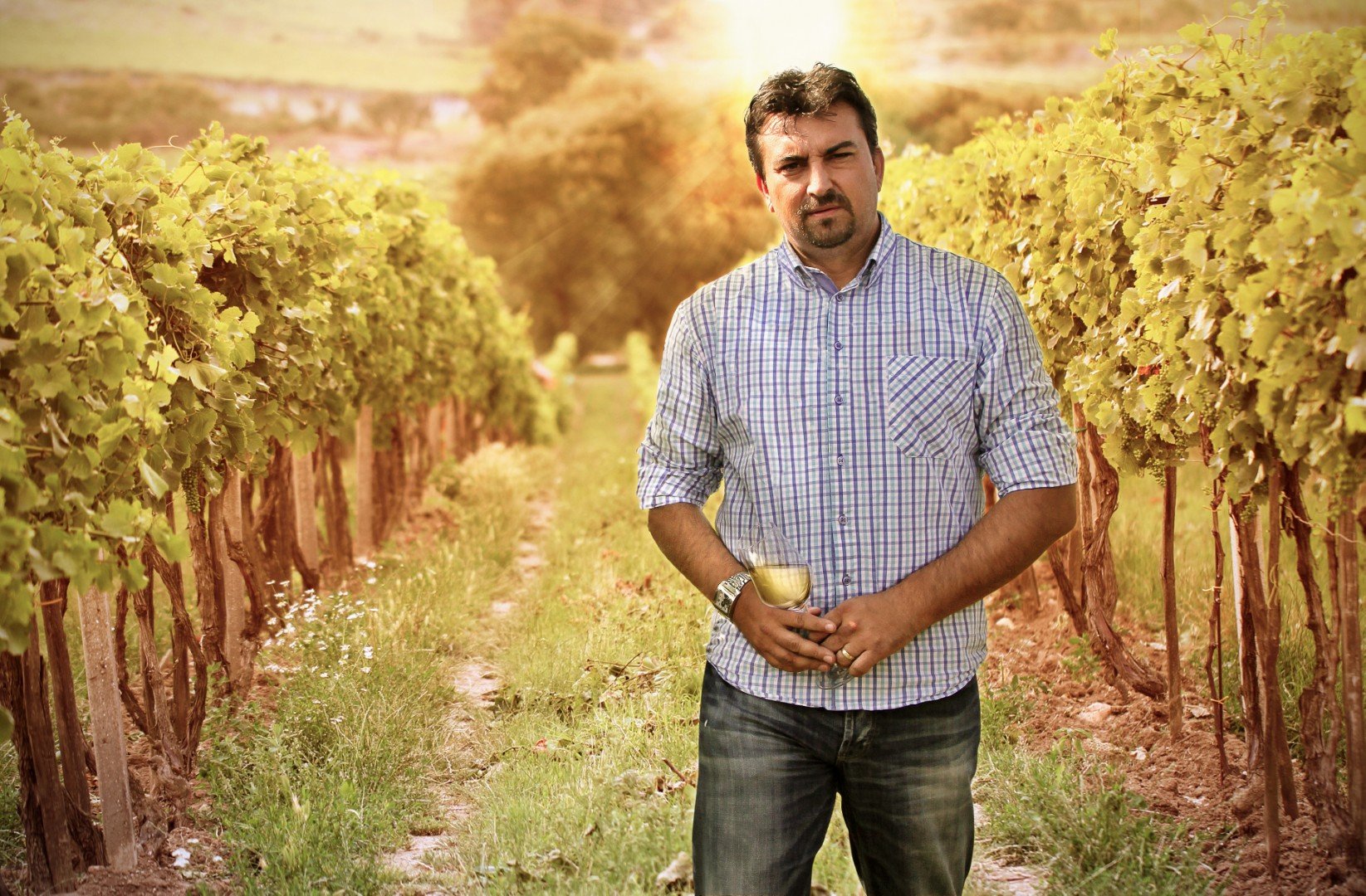 Vinařství pánů z Lipé