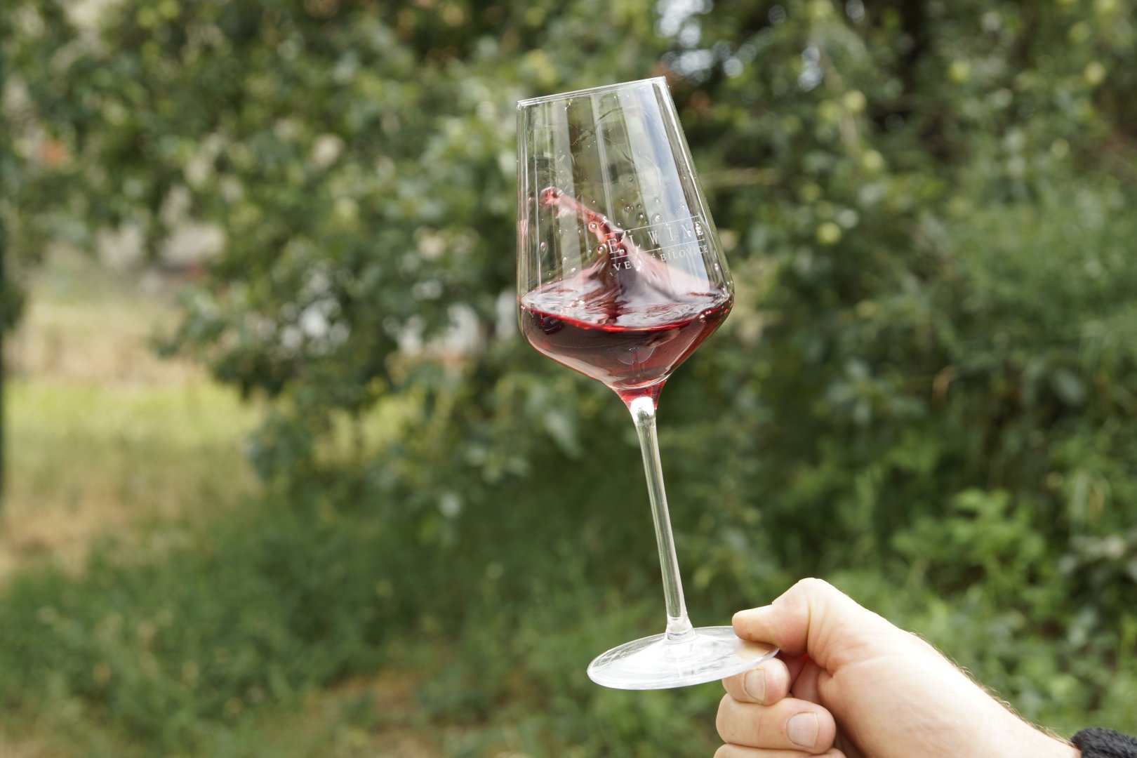 PIWI odrůdy-Cabernet Cortis, Solaris, Johanniter......