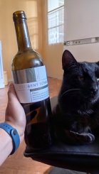 Pálava (Stříbrný) 2021