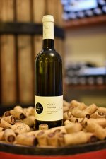 Müller Thurgau 2019